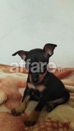 Chiot chihuahua