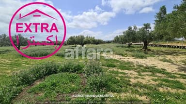 Opportunité unique – Campagne à Nabeul, route Tunis