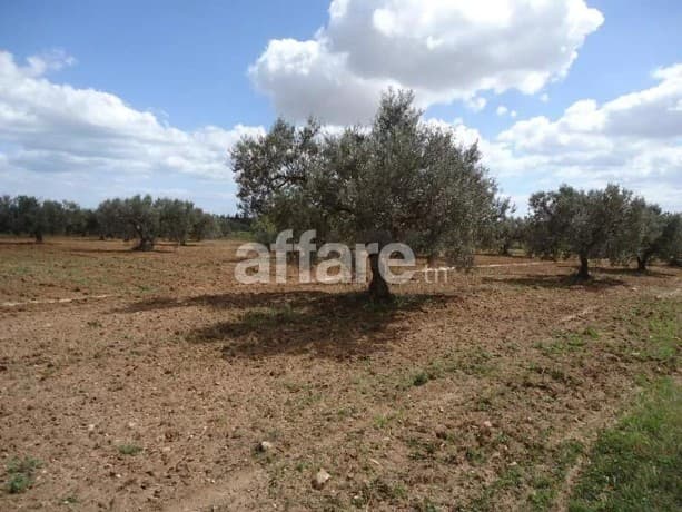 🚨 À VENDRE – TERRAIN AGRICOLE À SOUSSE 🚨