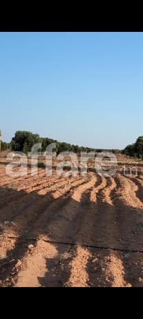للبيع أرض فلاحية صفاقس 19 هكتار زيتون  
