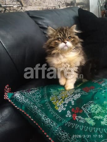 À VENDRE CHATON PERSAN