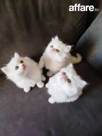 Chatons persans
