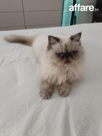 Femelle persan Himalayen 