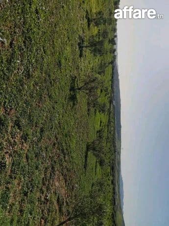 AV terrain 7800m avec oliviers à hammamet sud 