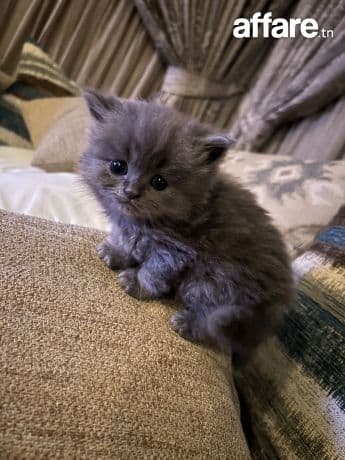 chatons persan de race  à vendre