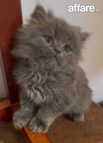 Chaton mâles Persan race pure à vendre 