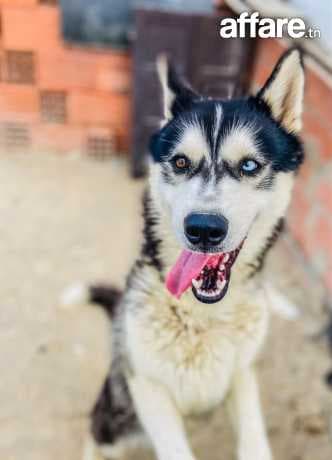Magnifique Husky Sibérien à vendre – Pure race, vacciné et j