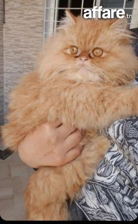 Chat persan 