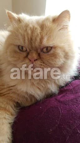 Chat Persan
