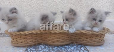 Chatons mâles ragdoll