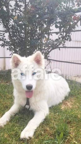 Husky blanche 