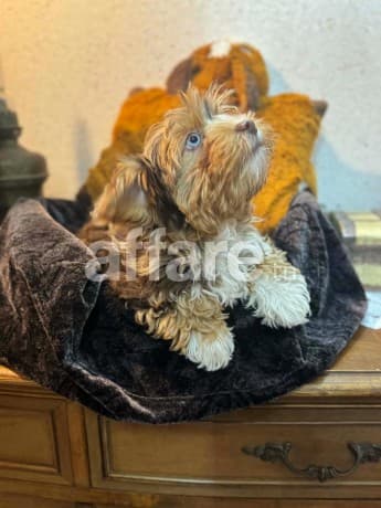 Vends Yorkshire Terrier