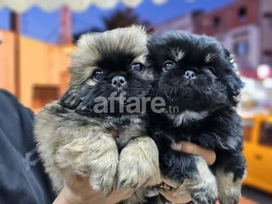 Pekinois