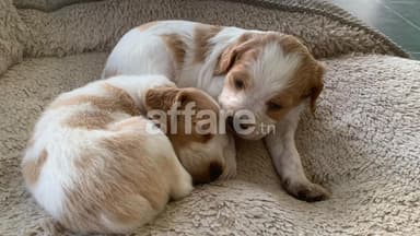 Chiots Épagneul Breton / Brittany Spaniel Puppies