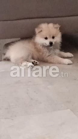 Spitz