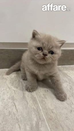 Femelle British shorthair 