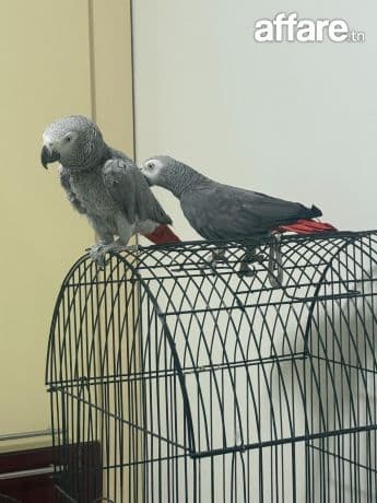 2 Perroquets Gris de Gabon Couple