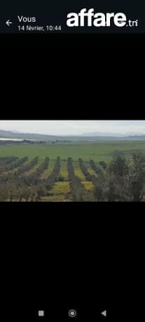 870 oliviers en pleine production