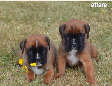 Chiots BOXER (chien)