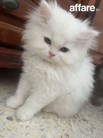 chatons persan à vendre