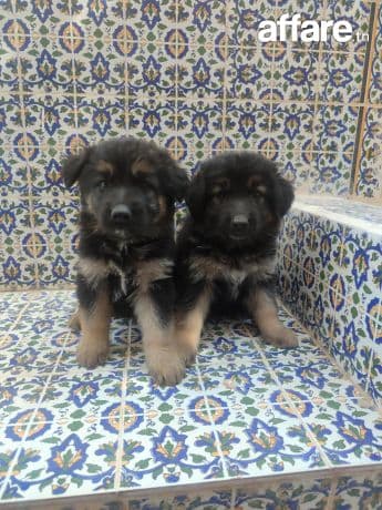 Chien berger allemand 