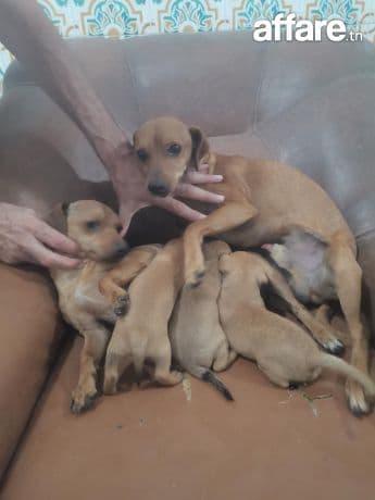 chiots chiwawa pinscher 