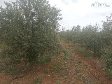 Excellente ferme de 13 hectares et 5000 m