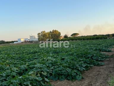 Une ferme productive de 11 Hectares à 11 Km de Korba