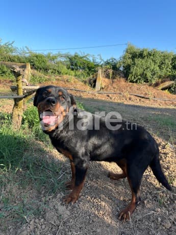 Rottweiler