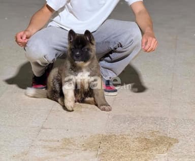 Chiot Akita américain