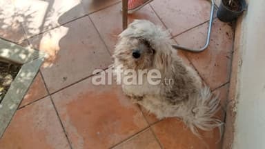 Chien croisé à vendre