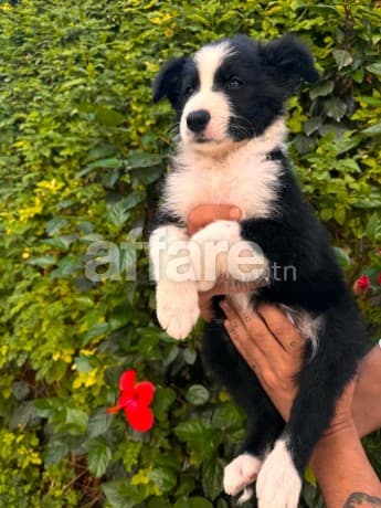 2 chiots Border collie Male de 2 mois