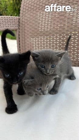 Chatons korat a vendre