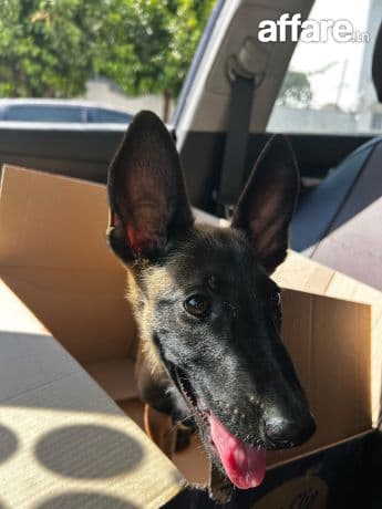 Chiot malinois 