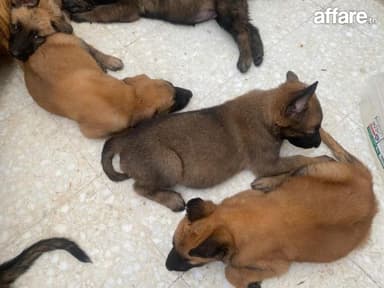  Vent chiots berger belge Malinois