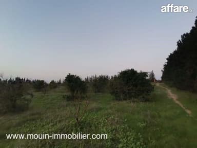 TERRAIN SIDRA Borj Hfaiedh T1199