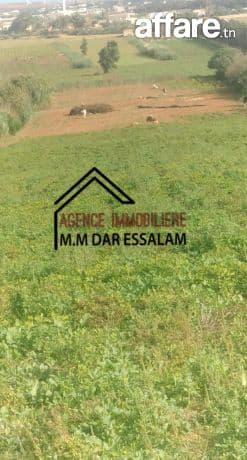 terrain agricole à vendre