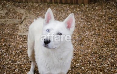 Husky blanc 