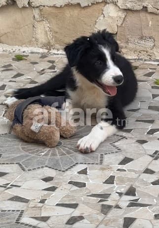 Chiot border collie male a vendre