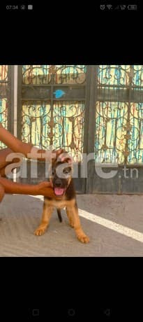 Chien berger allemand 