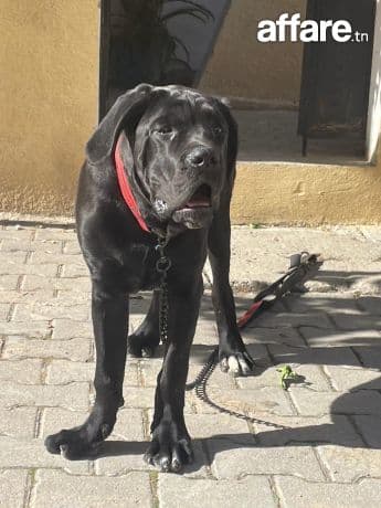 Cane corso