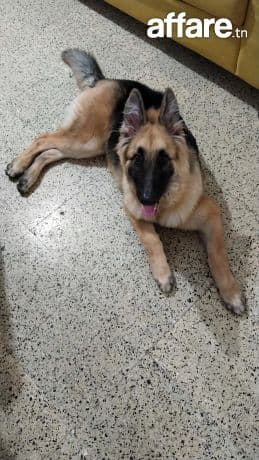 Chien berger a vendre