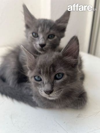 Vente de mes petits beautés 