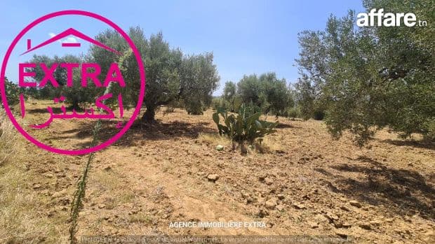 Vente Terrain Agricole à El Haouaria, Nabeul