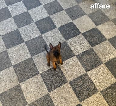 Chiot Malinois 