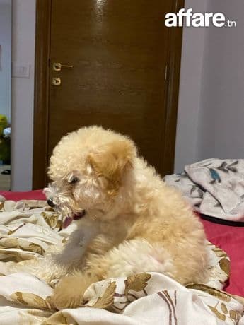 Un chiot bichon maltais