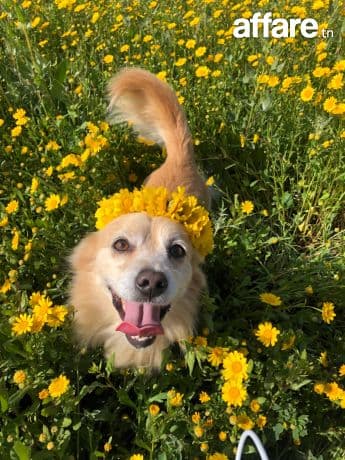 Chien pomeranien cherche une nouvelle famille