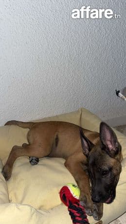 Chiot malinois 