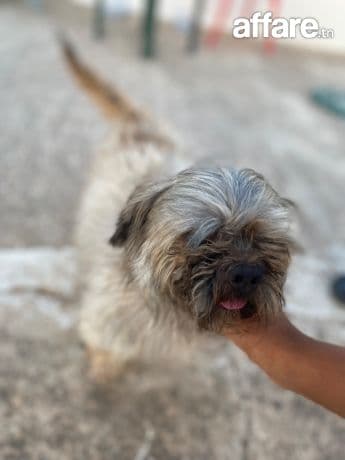 Chien shih tzu race pure