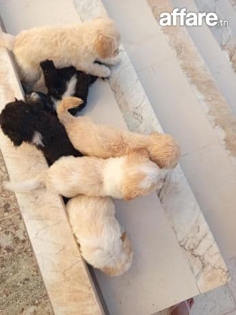 Chiots caniches bishon 